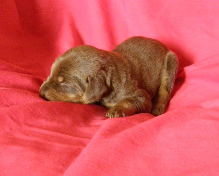red and rust week old doberman puppy