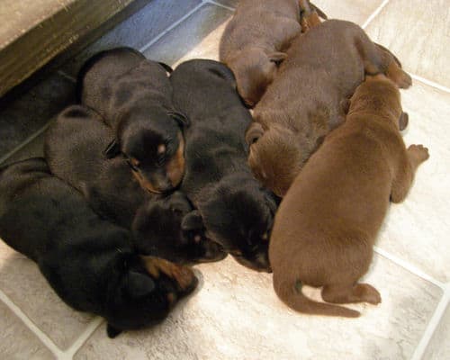 doberman puppies, reds and blacks