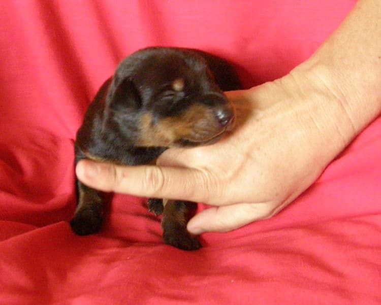 black and rust week old doberman puppy