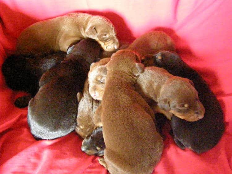 doberman puppies, reds and blacks
