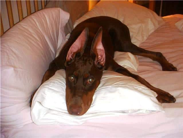 red and rust female doberman