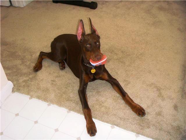 red and rust female doberman