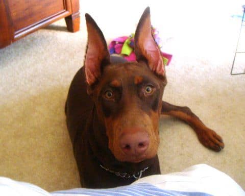 red and rust female doberman