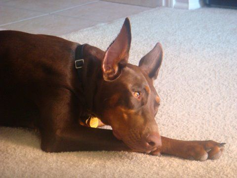 red and rust female doberman