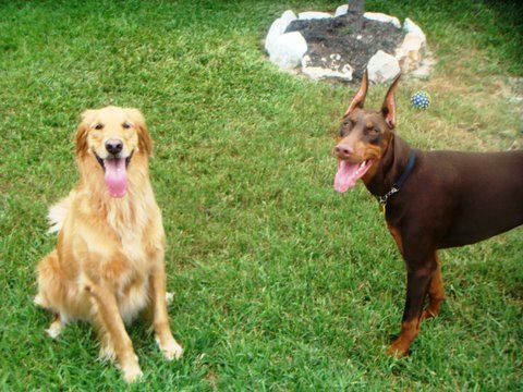 red and rust female doberman