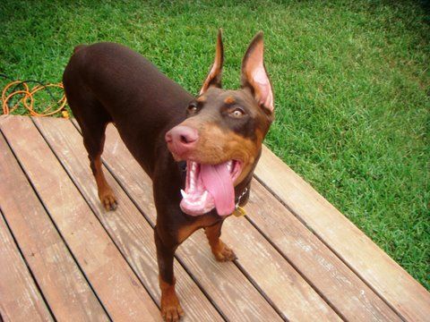 red and rust female doberman