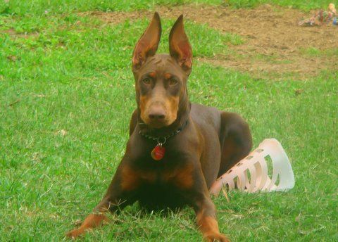 red and rust female doberman