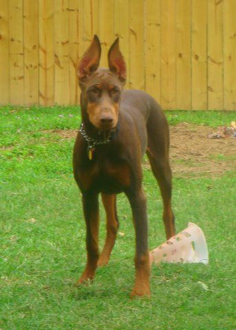 red and rust female doberman