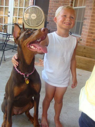 red and rust female doberman with boy