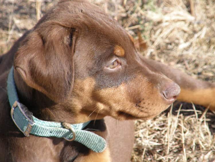 red and rust female doberman puppy