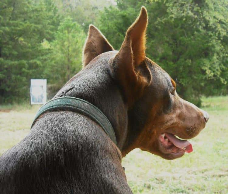 Pyro - doberman sire for Ellie and Aires