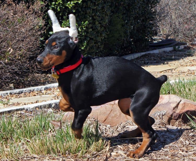 cropped black and rust female doberman puppy - trip to vet; champion sired