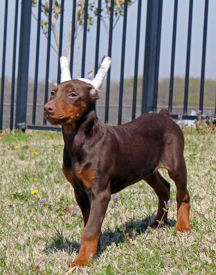 10 week old cropped red and rust female doberman pup; champion sired