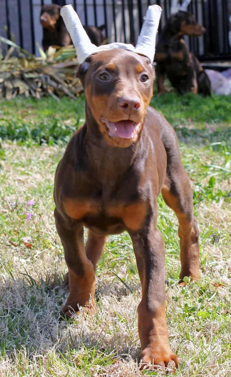10 week old cropped red and rust female doberman pup; champion sired