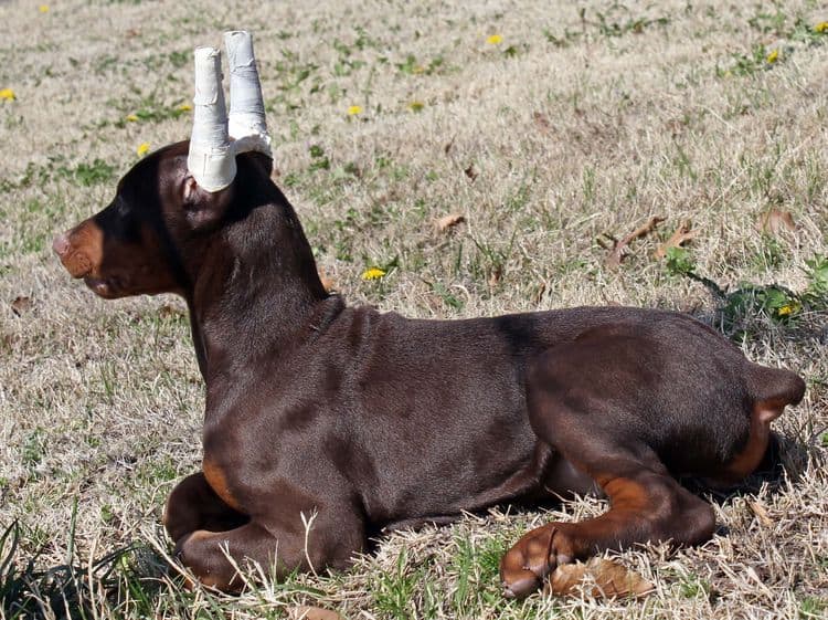 10 week old cropped red and rust female doberman pup; champion sired