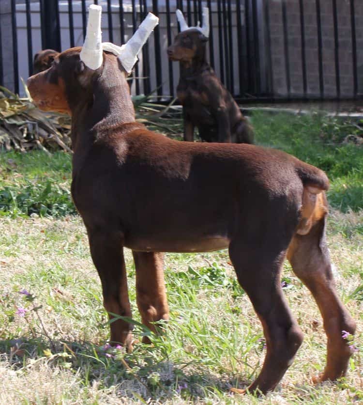 10 week old cropped red and rust female doberman pup; champion sired