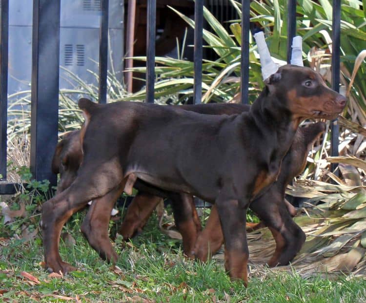 10 week old cropped red and rust female doberman pup; champion sired