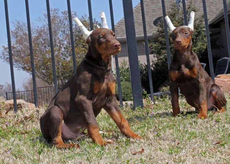 10 week old puppies playing; champion sired