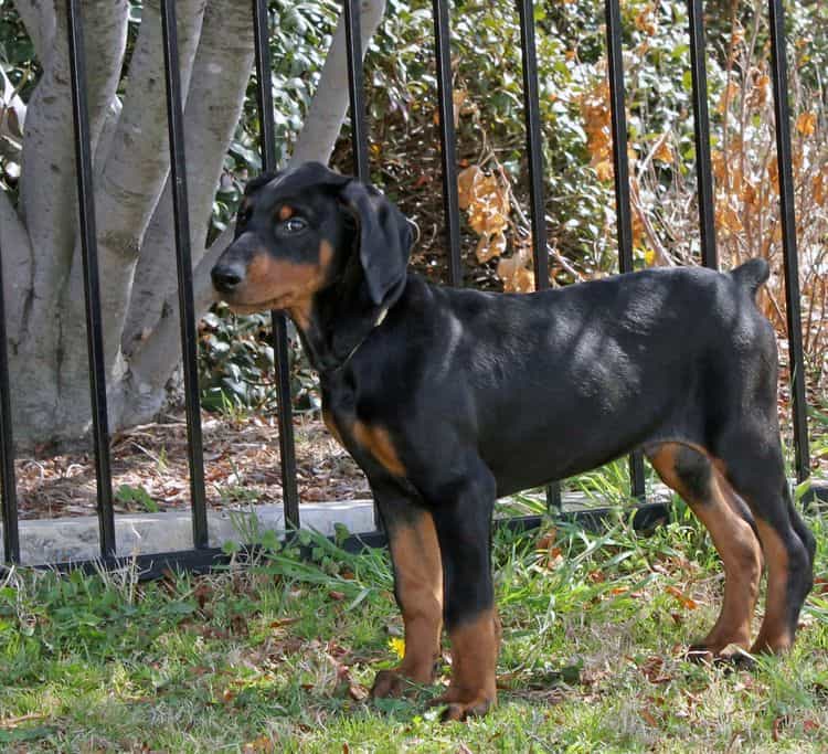 10 week old black and rust male doberman pup; champion sired