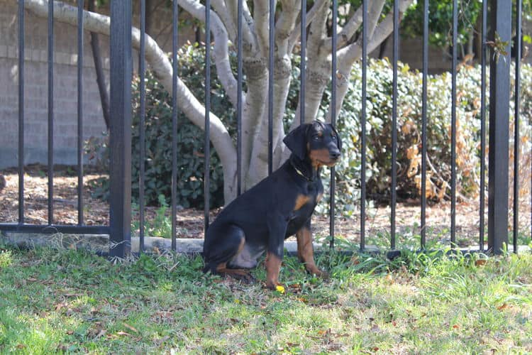 10 week old black and rust male doberman pup; champion sired