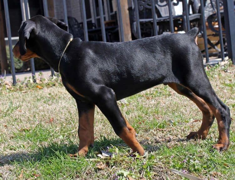 10 week old black and rust male doberman pup; champion sired