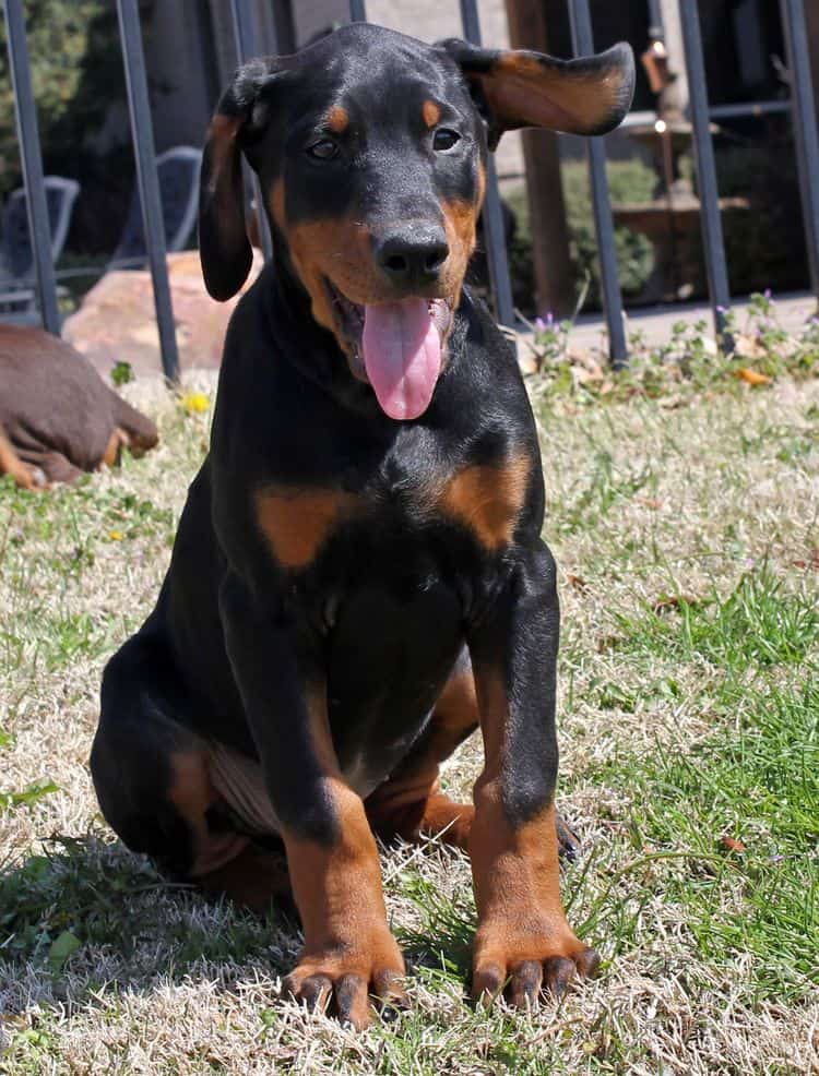 10 week old black and rust male doberman pup; champion sired