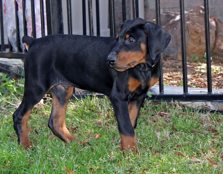 10 week old black and rust male doberman pup; champion sired