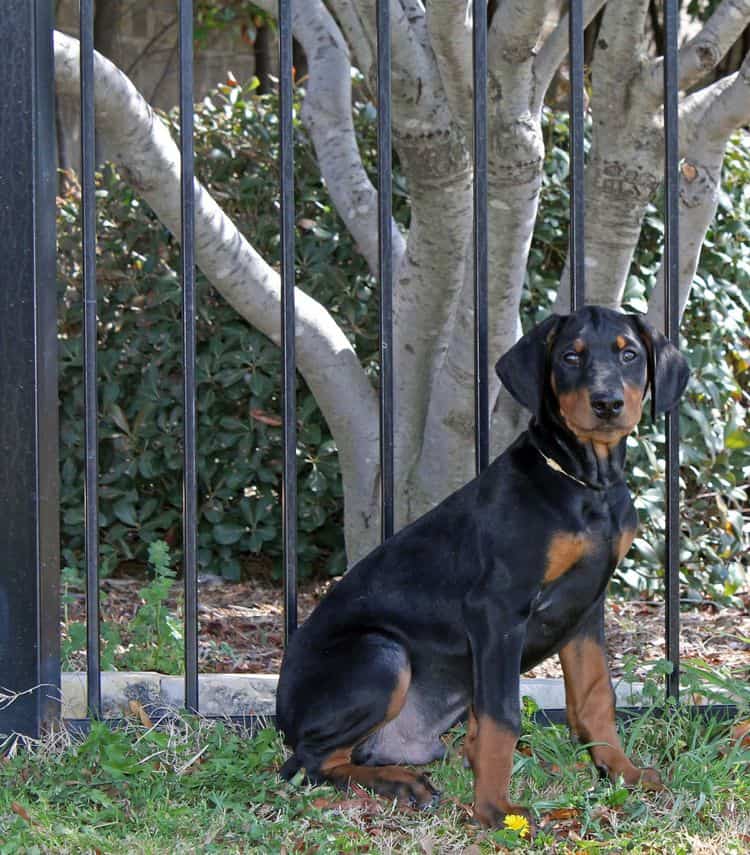 10 week old black and rust male doberman pup; champion sired