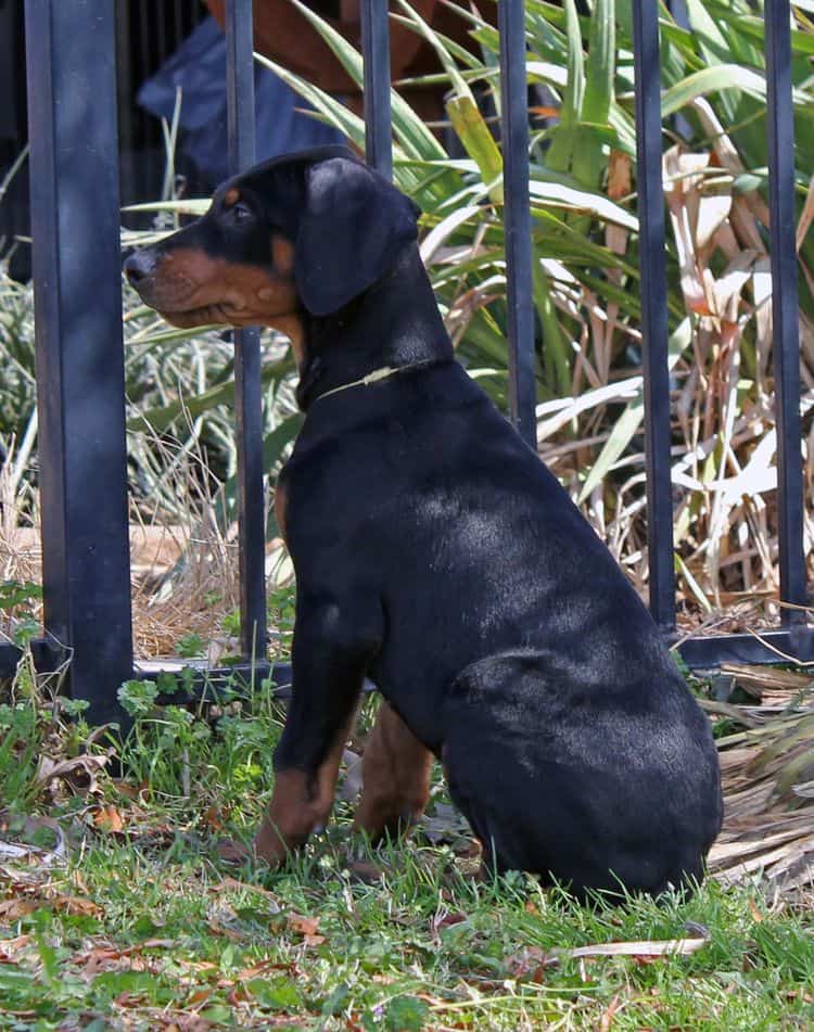 10 week old black and rust male doberman pup; champion sired