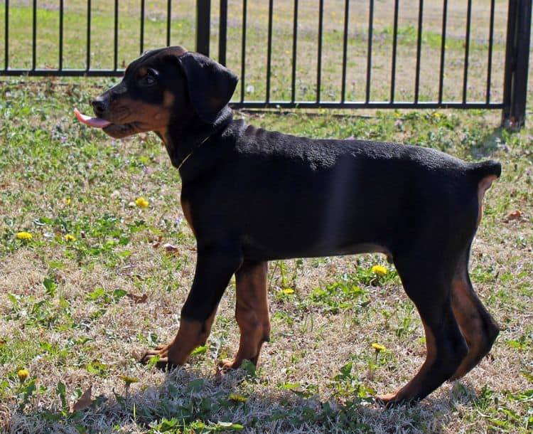 10 week old black and rust male doberman pup; champion sired