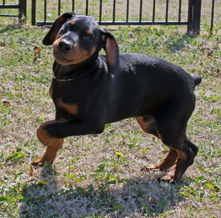 10 week old black and rust male doberman pup; champion sired