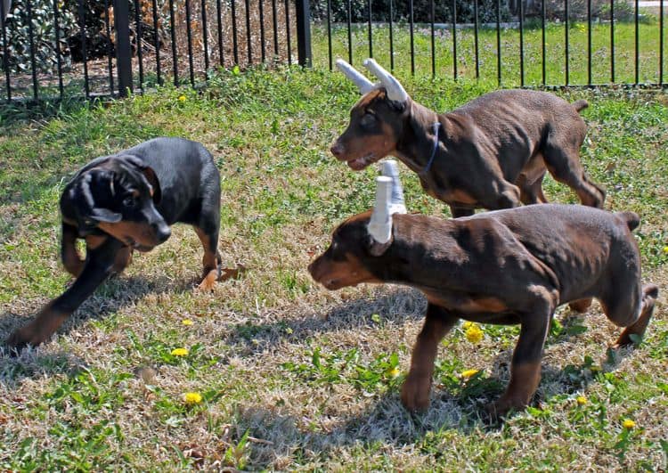 10 week old red and rust male doberman pup; champion sired