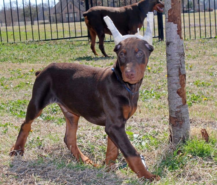 doberman 10 weeks old