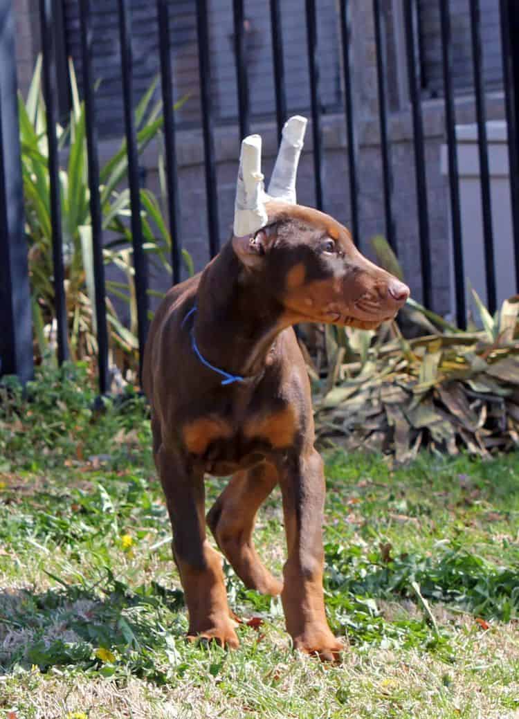 10 week old red and rust male doberman pup; champion sired