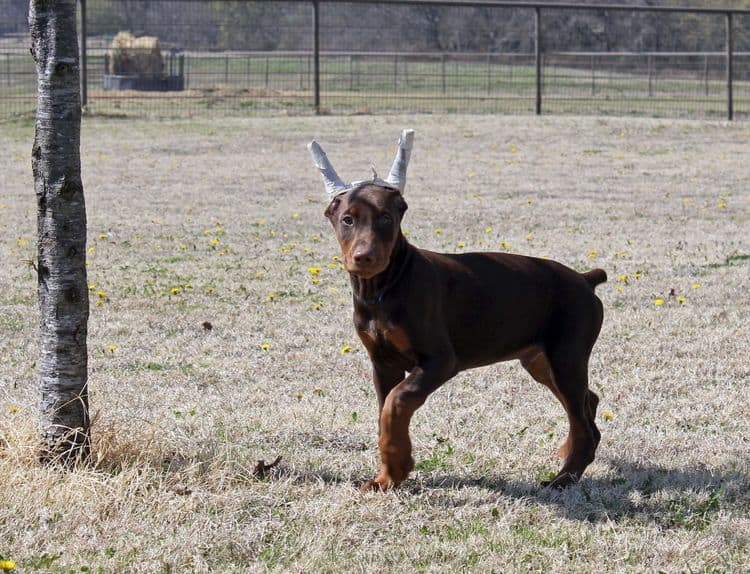 10 week old red and rust male doberman pup; champion sired