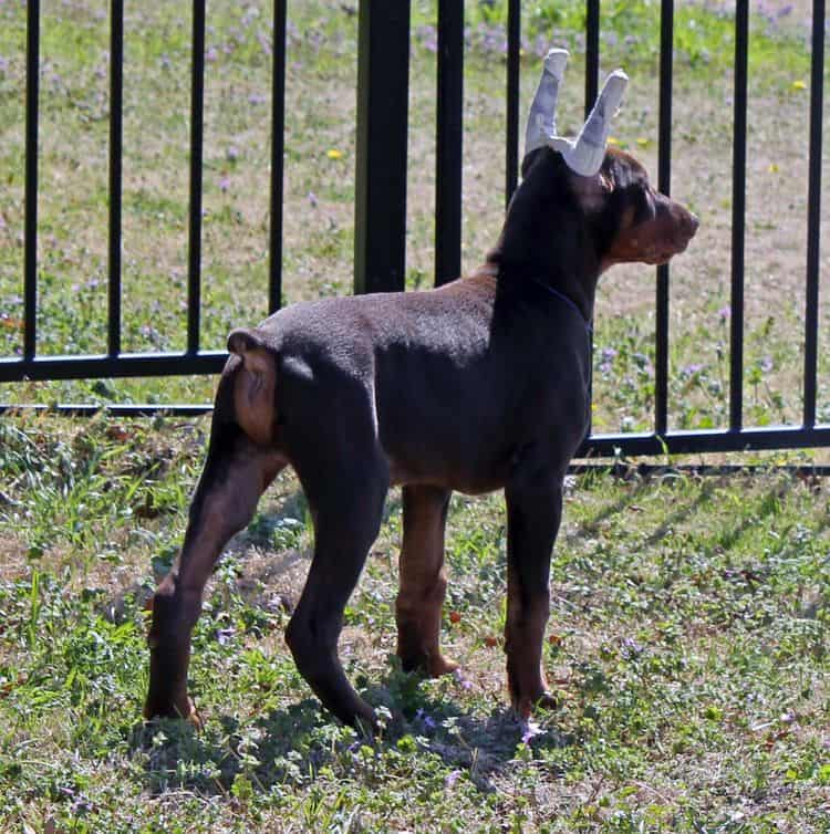 10 week old red and rust male doberman pup; champion sired