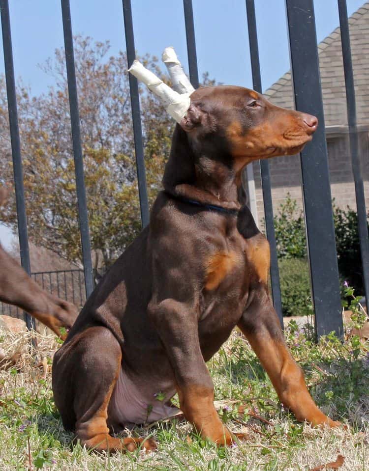 10 week old red and rust male doberman pup; champion sired