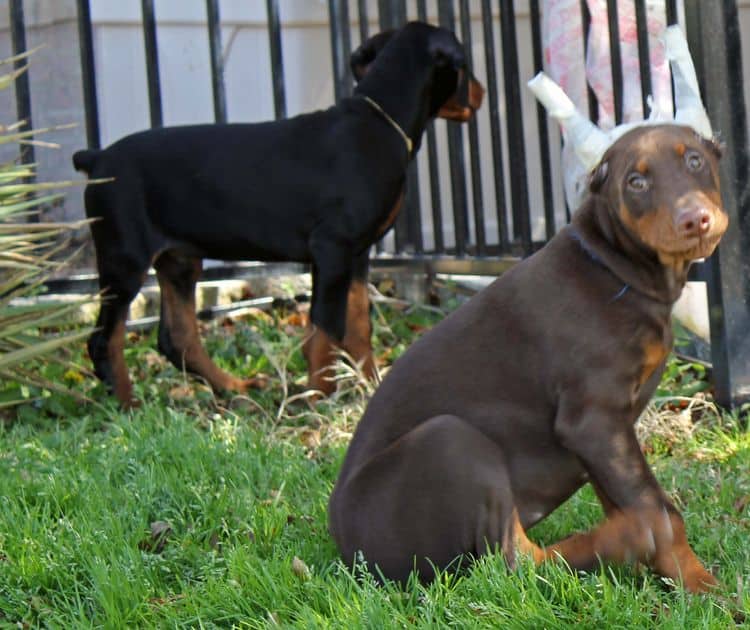 10 week old red and rust male doberman pup; champion sired