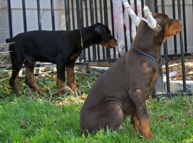 10 week old red and rust male doberman pup; champion sired