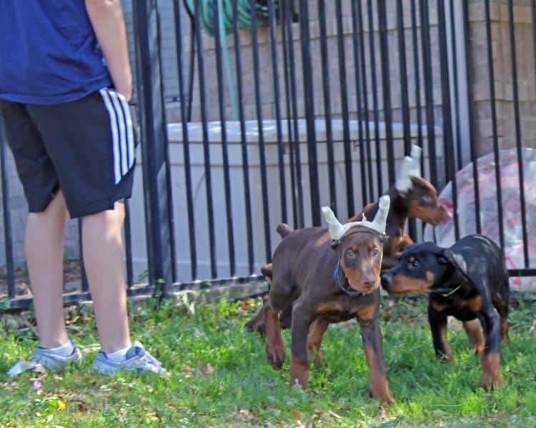 10 week old black and rust male doberman pup; champion sired