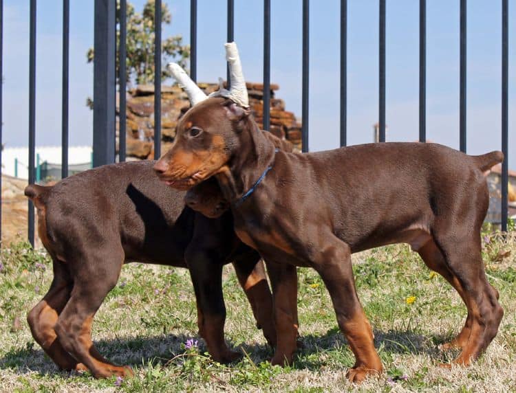 10 week old red and rust male doberman pup; champion sired