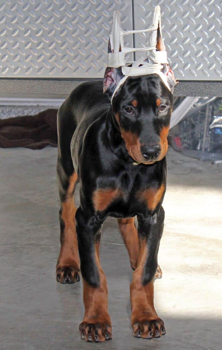 newly cropped black and rust male doberman pup; champion sired