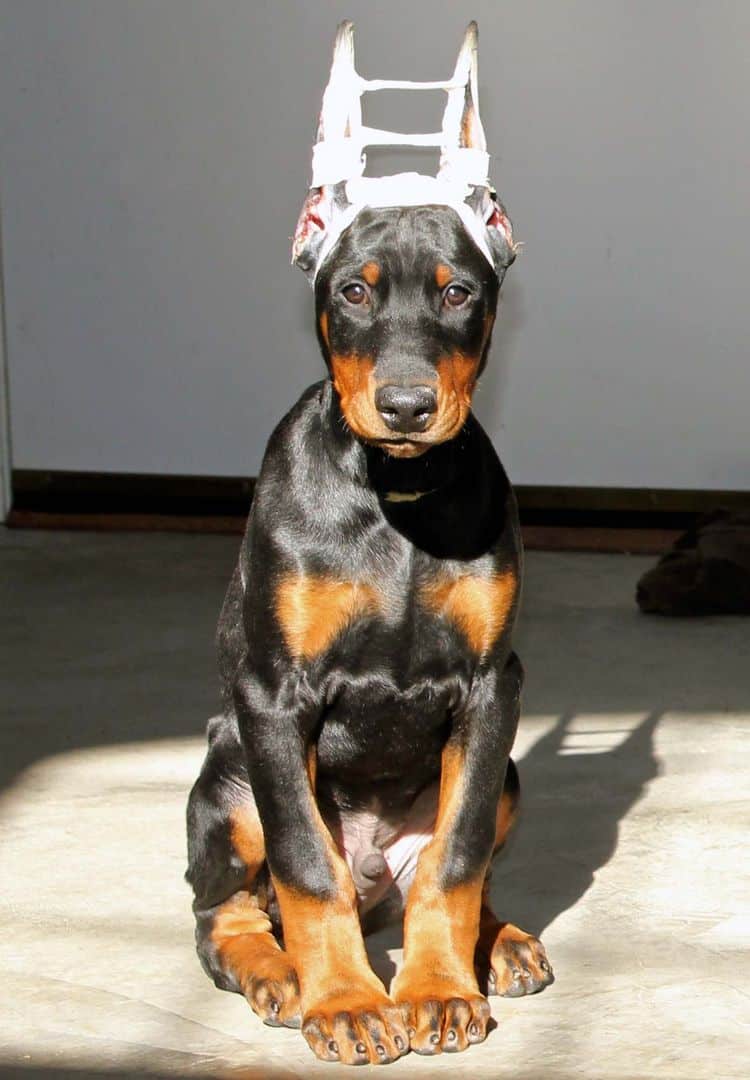newly cropped black and rust male doberman pup; champion sired