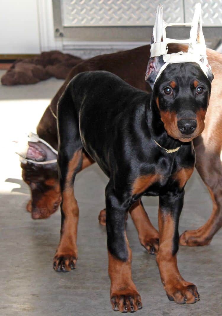 newly cropped black and rust male doberman pup; champion sired