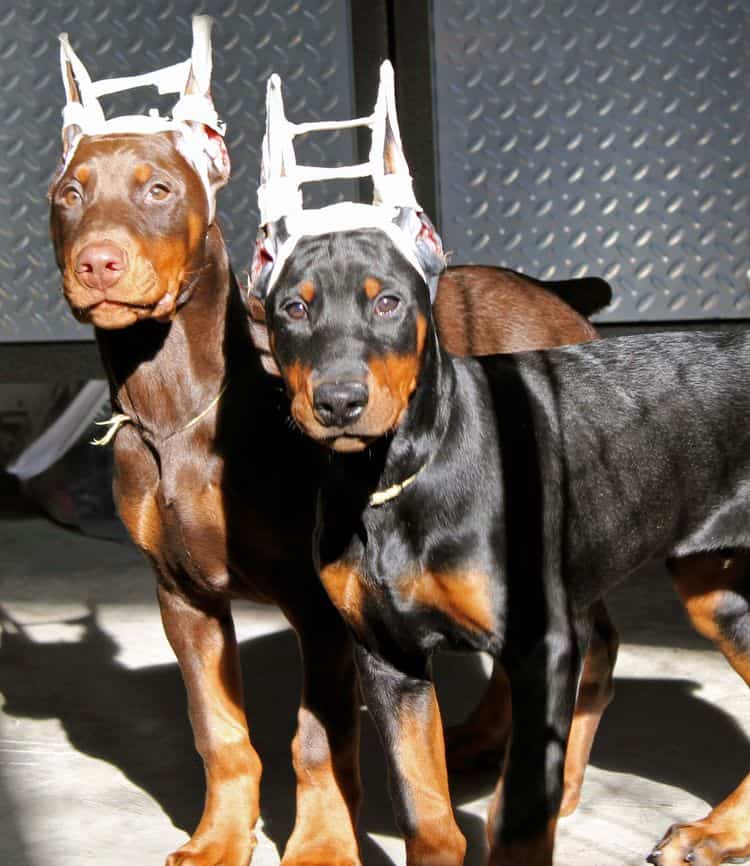 newly cropped male doberman pups; champion sired