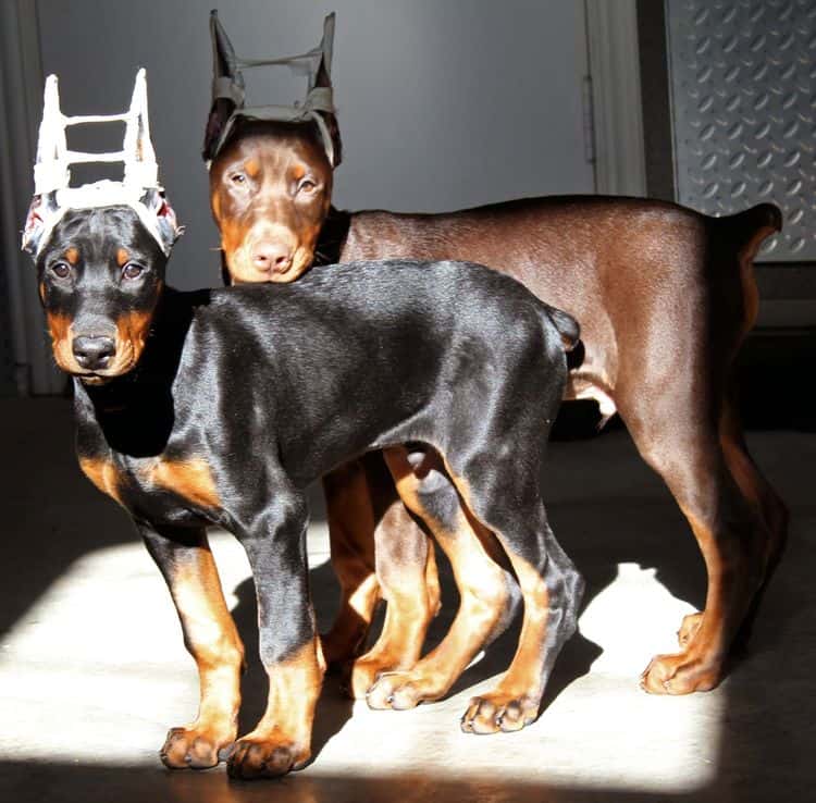 newly cropped male doberman pups; champion sired