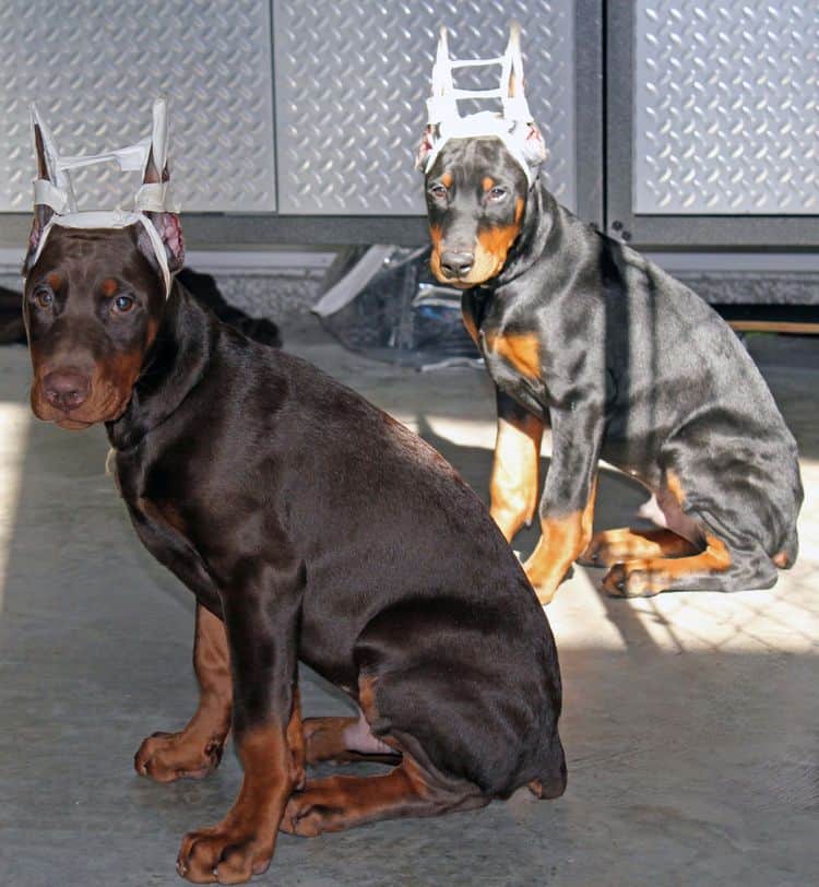 newly cropped male doberman pups; champion sired