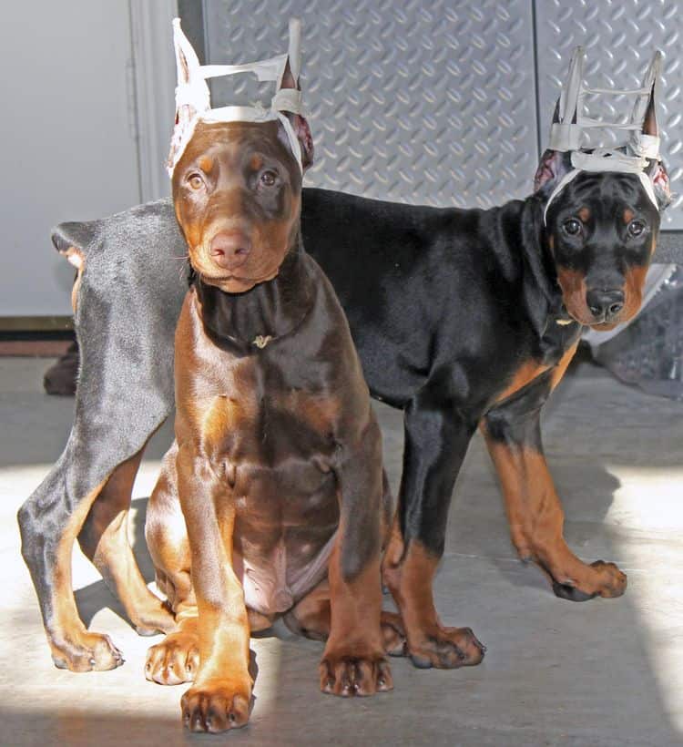 newly cropped male doberman pups; champion sired