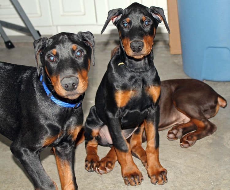 black and rust male doberman pupp; champion sired