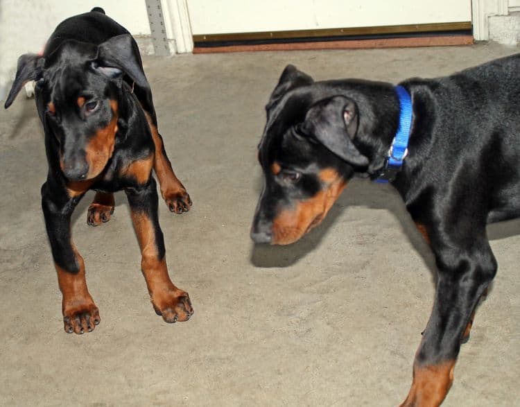 black and rust male doberman pupp; champion sired